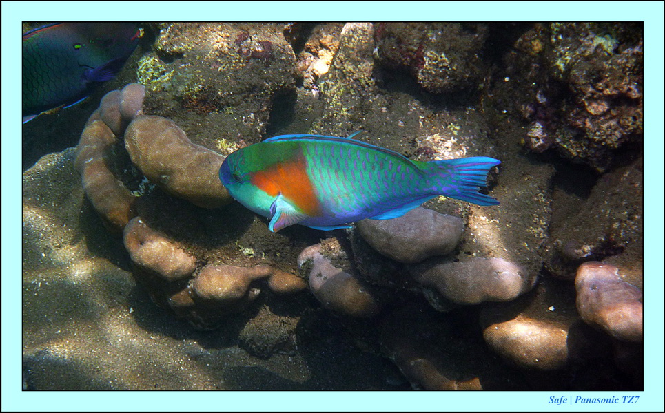 2012 - 07 - Dauin Sanctuary 10